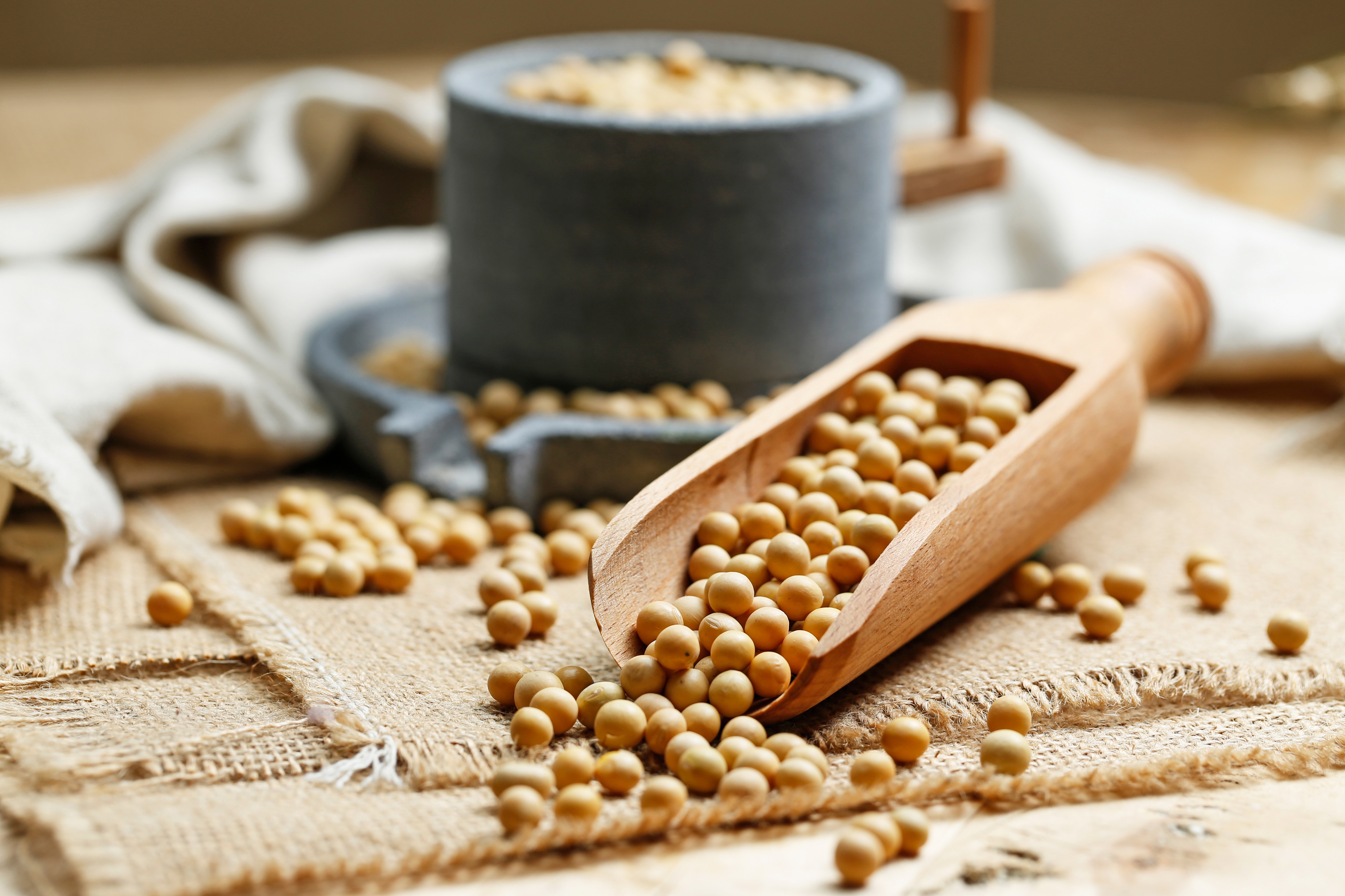 Soybeans in wooden scoop and a little stone mill Soybeans in wooden scoop and a little stone mill
