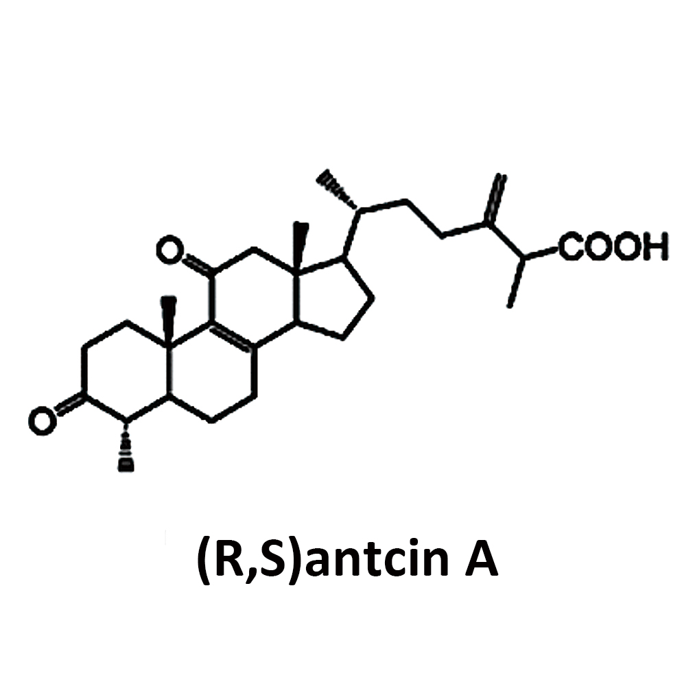 RSantcin-A