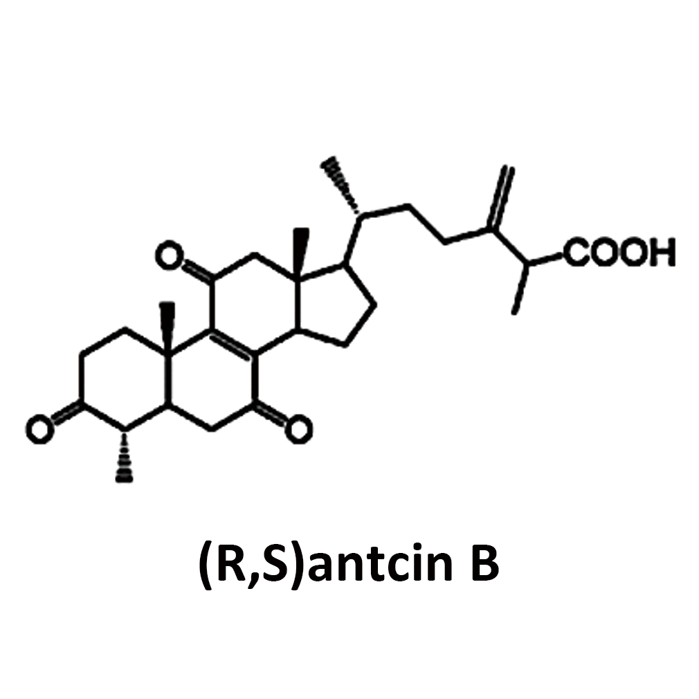 RSantcin-B