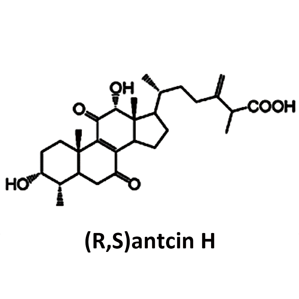 RSantcin-H